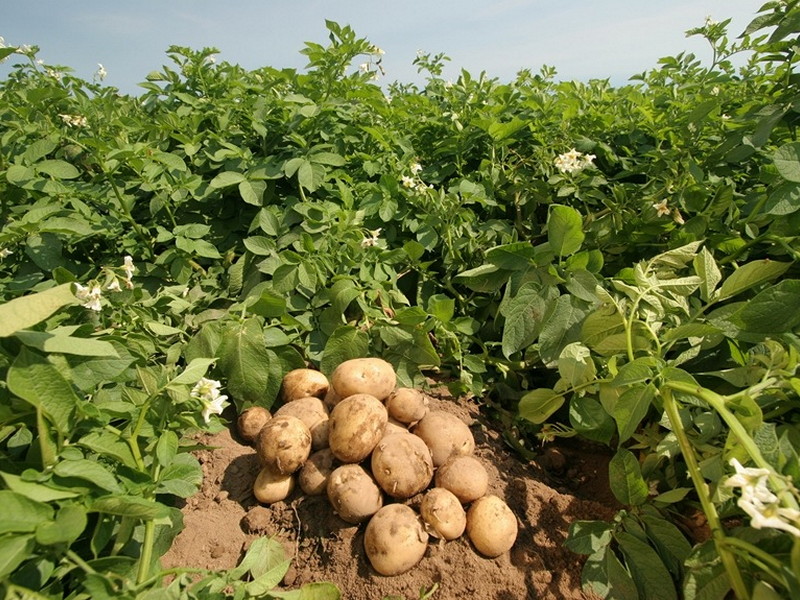Neighbouring residents here are growing some of the most delicious potatoes we've ever tasted!
